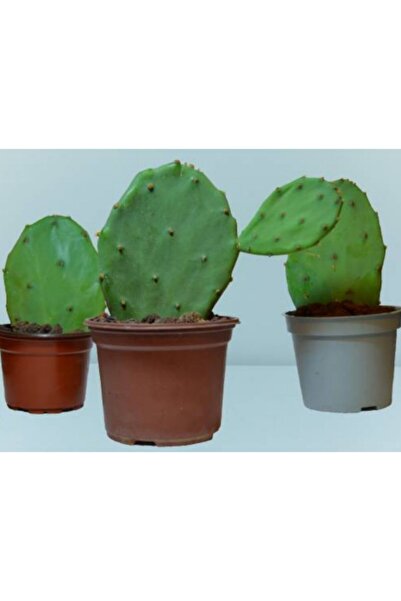 ŞİFAGIDA Hint Inciri,frenk Inciri, Kaynana Dili 10,5 Saksıda Meyve Veren Sarı Çiçekli