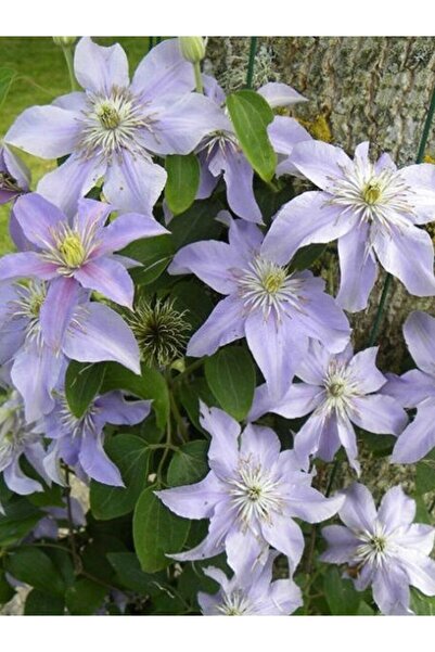 fidanistanbul Yaban Asması Açık Lila Çiçekli Clematis Justa İthal Saksıda