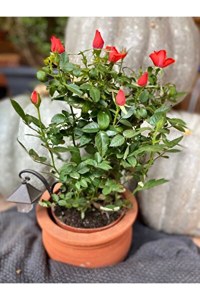 NANDİNA BOTANİK Canlı Yediveren Bodur Turuncu Gül Fidanı (salon Gülü)