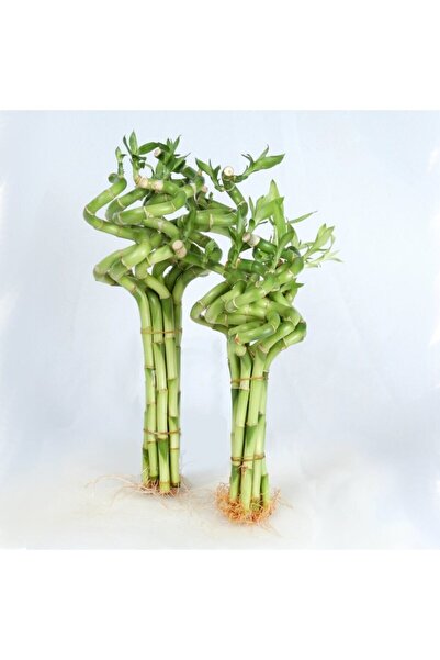 İklim Flowers Bambu Lucky Bamboo Şans Bambu 100 Cm 'lü Salon Ev Bitkisi