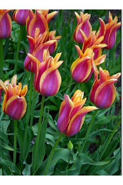 CANBOTANİK 3 Adet Kırılımlı Holanda Lale Soğanı