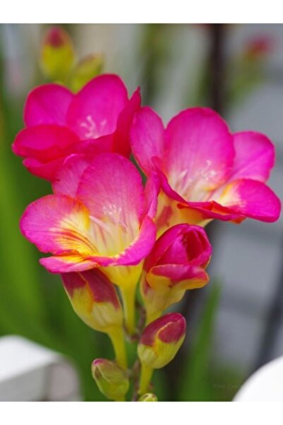 CANBOTANİK 2 Adet Kokulu Pembe Frezya Soğanı