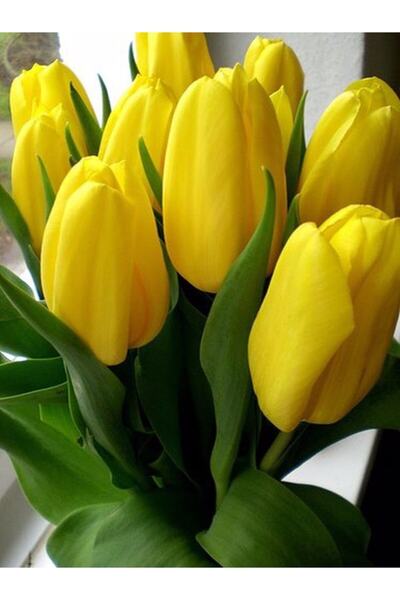 CANBOTANİK 3 Adet Iri Çiçekli Sarı Hollanda Lale Soğanı
