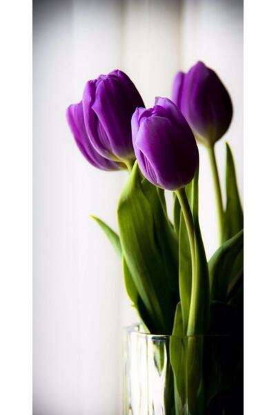 CANBOTANİK 3 Adet Iri Çiçekli Mor Lale Soğanı