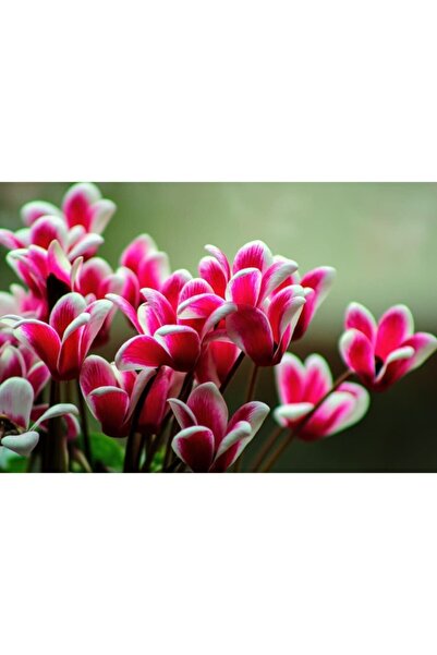 GARDENYA TOHUMCULUK 2 Adet Tavşan Kulak Sıklamen Çiçek Soğanı