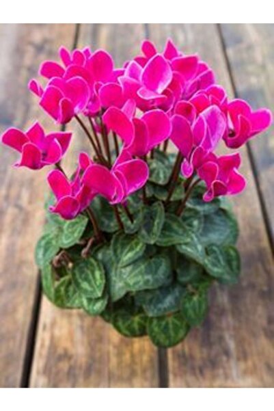 GARDENYA TOHUMCULUK Pembe Sıklamen Çiçek Soğanı