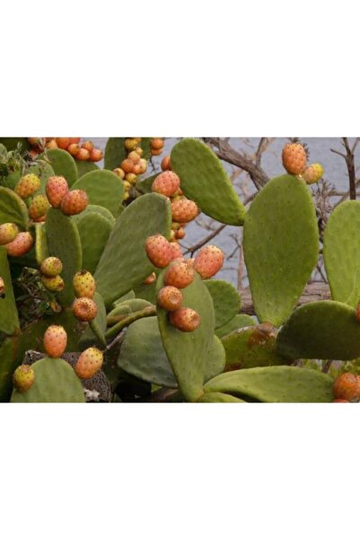 ŞİFAGIDA Hint Inciri,frenk Inciri, Kaynana Dili 10,5 Saksıda Meyve Veren Sarı Çiçekli