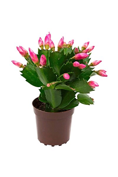 YEŞİLİMARKET Yılbaşı Çiçeği > Sürpriz Renk < 1 Adet Bol Gonca Bol Çiçek Schlu...