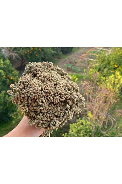 Marmaris Mimaras Natural Kekik Dağ Kekiği Datça Marmaris Demet Hali Ile