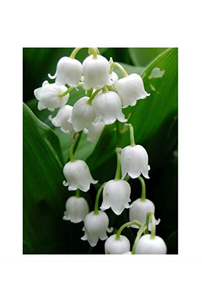 Genel Markalar Müge Çiçeği Inci Çiçeği Soğanı Yoğun Kokulu - Tek Soğan - Beyaz