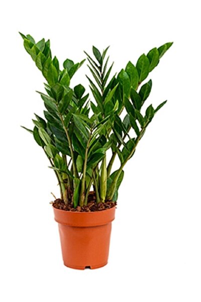 Genel Markalar Zamia Çiçeği 70 80 Cm Zeze Çiçeği Zamia Bitkisi Zamioculcas Ev Bitkisi Ofis Bitkisi Salon Bitkisi