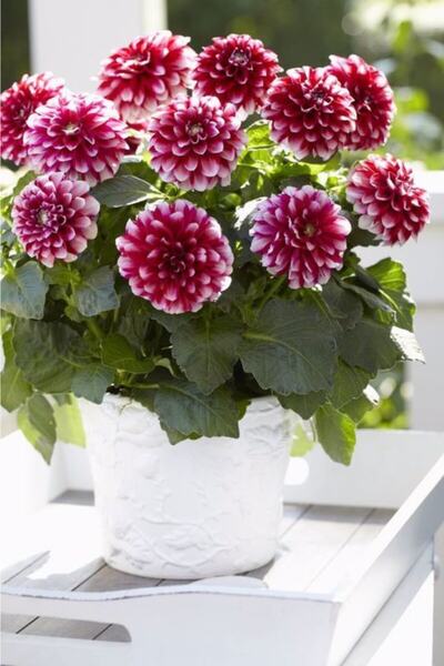 1 Red Star Dahlıa Flower Bulb )