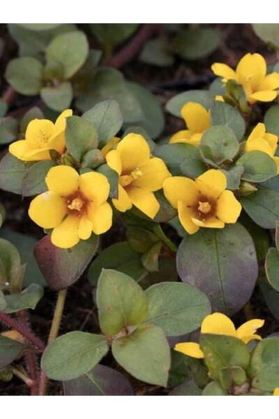 fidanistanbul Altın Küre Çiçeği Lysimachia procumbens Askılı Saksıda