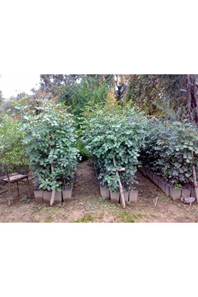 YAĞMUR BOTANİK Keçi Boynuzu Fidanı 1 Metre Tüplü