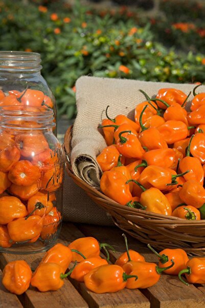 ZENGARDEN EV VE BAHÇE Turuncu Habanero Acı Biber Tohumu
