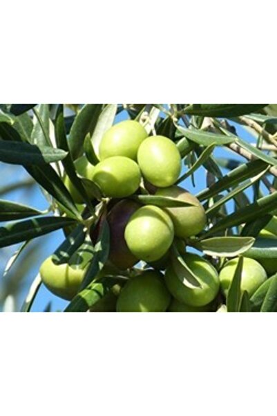YAĞMUR BOTANİK Memecik Zeytin Fidanı Aşılı 1.20 Cm