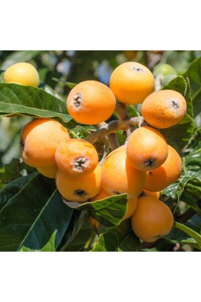 YAĞMUR BOTANİK Yeni Dünya Malta Eriği Aşılı 3 Yaş Saksılı