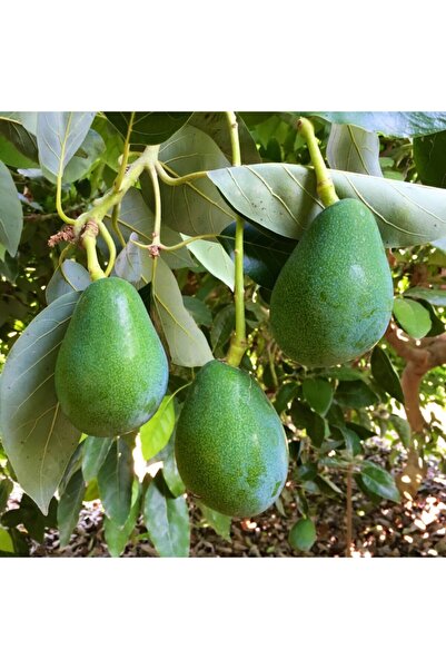 YAĞMUR BOTANİK Avakado Aşılı Tüplü 80-100 Cm