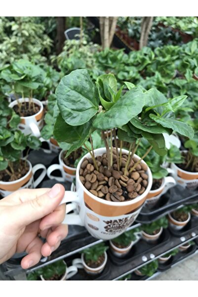 SUKULENTİSTANBUL Kahve Çiçeği - Seramik Kupa Saksılı - Kahve Fidanı