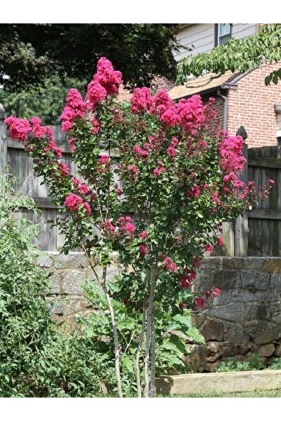 fidanistanbul Pembe Oya Ağacı Lagerstroemia Indica Coccinea, 40-60 Cm, Saksıda