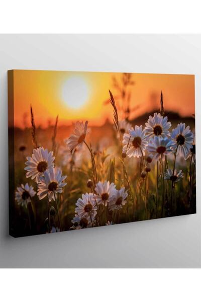 VeraStore Daisy Illustrated Canvas Painting