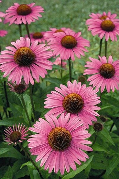 ZENGARDEN EV VE BAHÇE Şifalı Kırmızı Ekinezya Tohumu Echinacea Purpurea Immün Otu