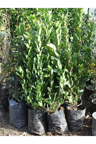 YAĞMUR BOTANİK Dağ Çileği Koca Yemiş 1 Metre Tüplü
