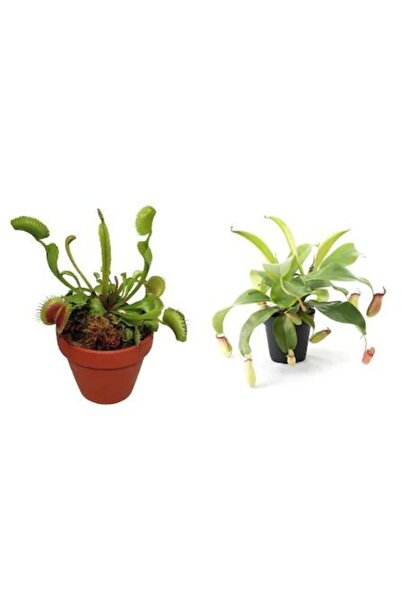 Serdar Çam Tohumculuk Venus Fly Trap Nepenthes Etçil Etobur Bitki Sinek Kapan...