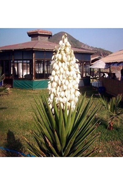 GARDENYA TOHUMCULUK 7 Adet Bahçe Avize Yucca Tohumu