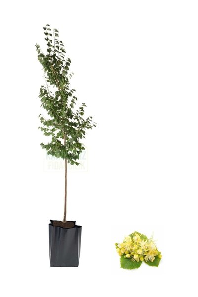 DH STORE Ihlamur Fidanı (TÜPLÜ 70-90 CM)