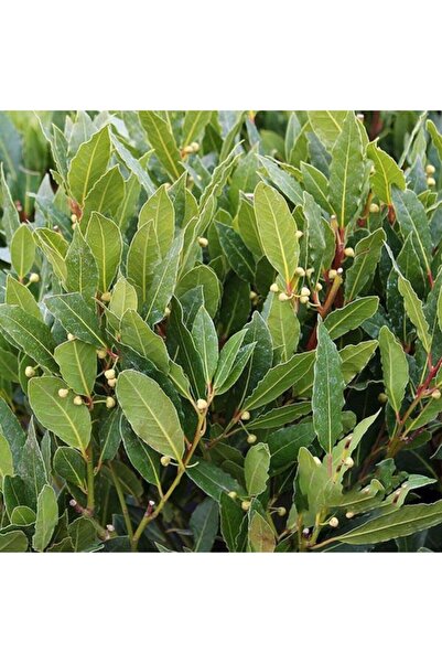 ÇİÇEKLİFE Defne ( Laurus Nobilis ) Fidanı Tüplüdür