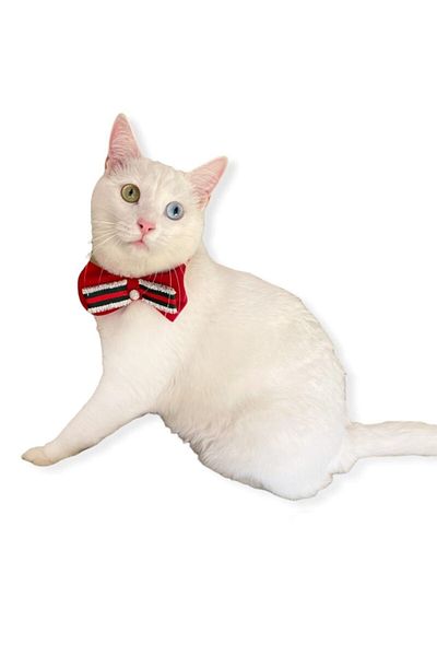 Kemique Gc Silver Christmas Cat Bow Tie