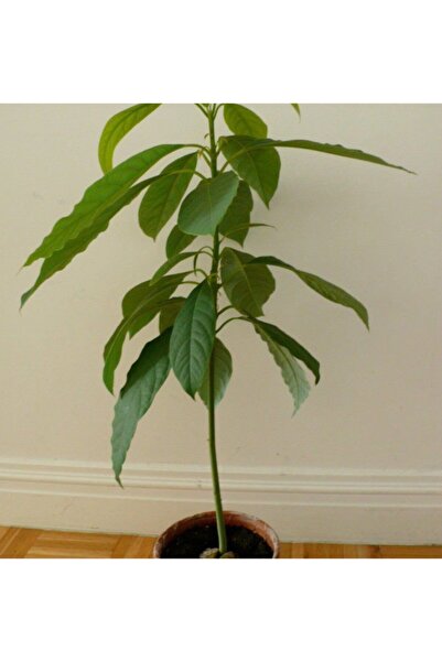 Fidan Sahası TÜPLÜ AVOKADO ANACI(AŞILANABİLİR DURUMDA)