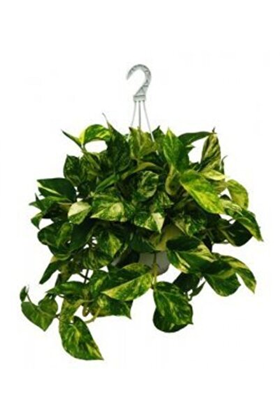 Pothos Sarmaşığı Askılı Saksıda Epipremnum Aureum Bitkisi Potos Ev Bitkisi Ofis Bitki Salon Bitkisi