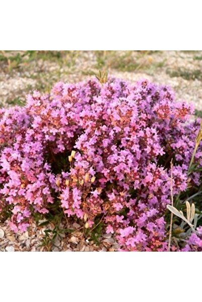 GARDENYA TOHUMCULUK 15 Adet Pembe Renk Yayılıcı Kekik Tohumu Limon Kokulu Çiç...