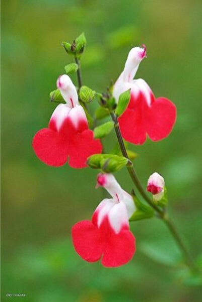 Tohum Dünyam 10 Adet Iki Renkli Orkide Çiçek Tohumu