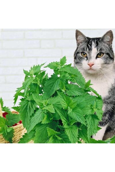 FarmLife Tohum Limonlu Kedi Nanesi (catmint) Tohumu
