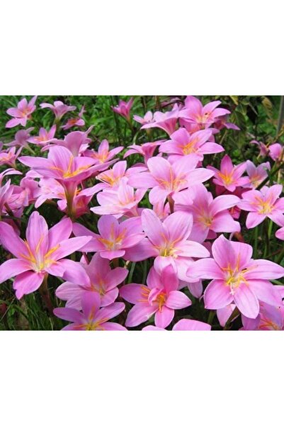 Garden Botanik Zıpçıktı Çiçeği Soğanı 5 Adet