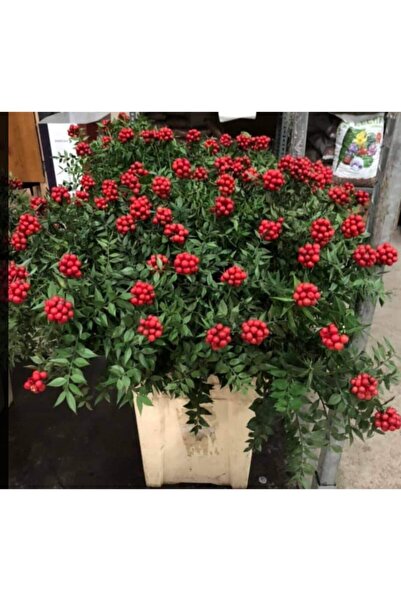 Harmonie Kokina 3 Demet 18 Dal Yılbaşı Çiçeği