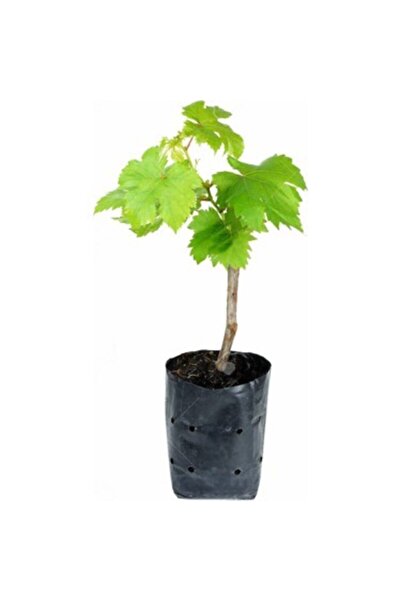 YAĞMUR BOTANİK Sultaniye Üzüm Fidanı Tüplü 30-40 Cm
