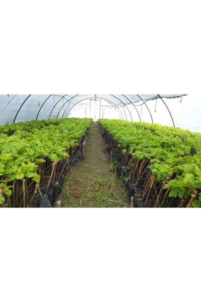 YAĞMUR BOTANİK Red Globe Üzüm Fidanı Tüplü