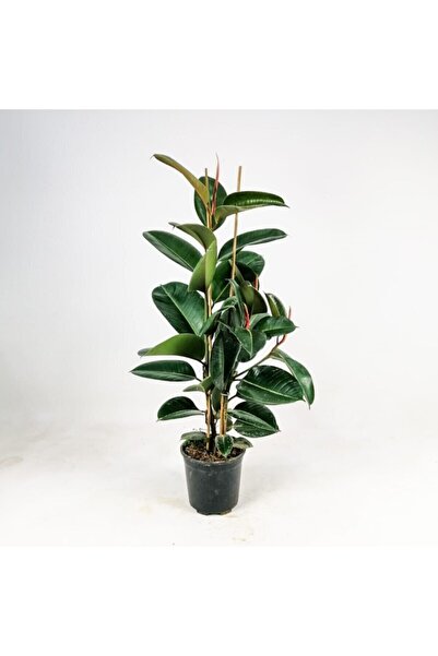 İklim Flowers Kauçuk Bitkisi Ficus Elastica 2 Gövdeli 80 100cm