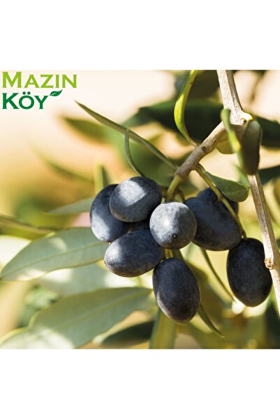 MAZINKÖY ZEYTİNYAĞI Erken Hasat Soğuk Sıkım Naturel Sızma Zeytinyağı (18lt) Yeni Sezon