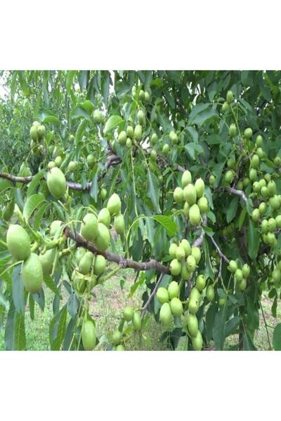 TacirDepo Tüplü Tozlayıcı İhtiyacı Duymayan Pedro Ceviz Fidanı