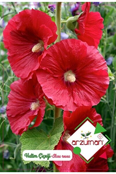 Arzuman Tohum Arzuman Süs Bitki Hatmi Çiçek Tohumu