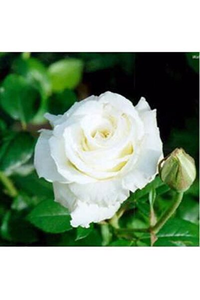 Tohum Dünyam 5 Adet Beyaz Gül Tohumu