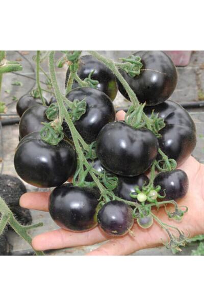Tohum Dünyam Siyah Domates Tohumu