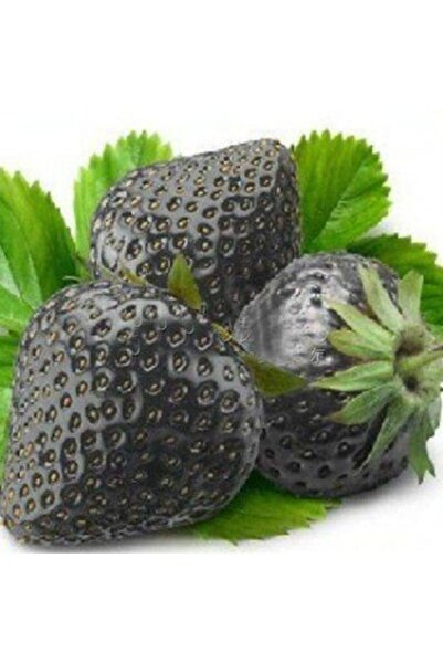 Tohum Dünyam 20 Adet Siyah Çilek Tohumu