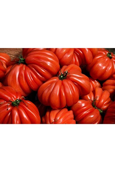 Tohum Dünyam 10 Adet Italyan Trumpet Domates Tohumu