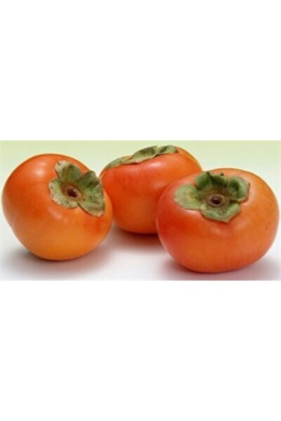 BURSATARIM Fuyu ( Çikolatalı) Trabzon Hurma Fidanı